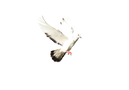 Flying pigeon in action isolated on white background. Grey pigeon in flight isolated. Front view of a dove flying isolated.の写真素材