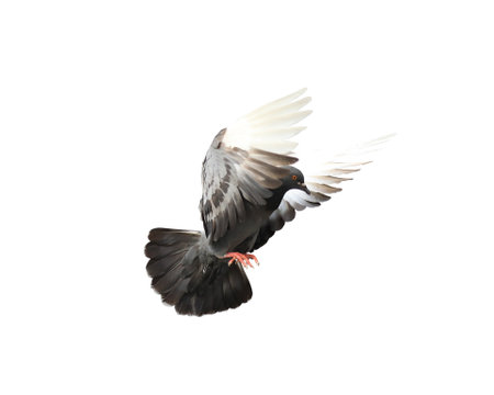 Flying pigeon in action isolated on white background with clipping path.. Grey pigeon in flight isolated.の写真素材