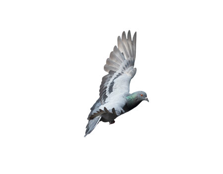 Flying pigeon in action isolated on white background. Grey pigeon in flight isolated. Side view of a dove flying isolated.の写真素材