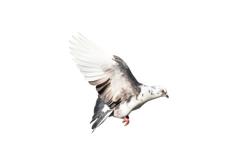 Flying pigeon in action isolated on white background. White-grey pigeon in flight isolated. Front view of a dove flying isolated.の写真素材