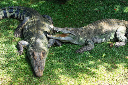 crocodileの写真素材