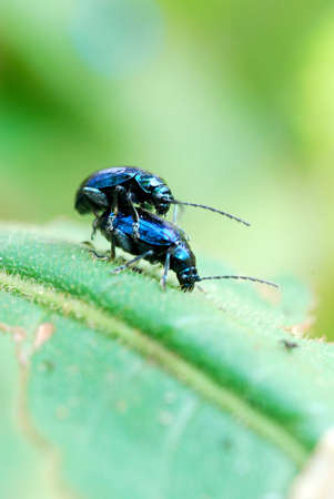 Beetleの写真素材
