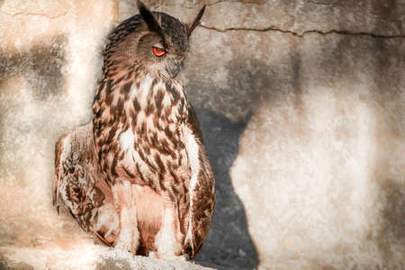 Sitting eagle owlの写真素材