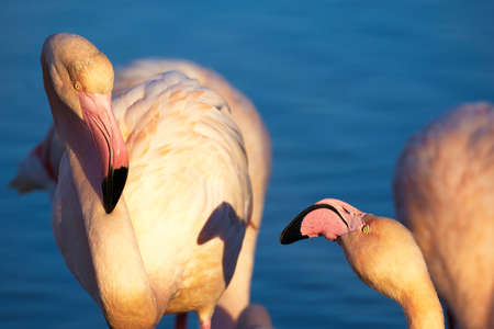 Flamingos in loveの写真素材