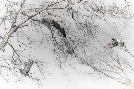 Swarm of pigeons in black and whiteの写真素材