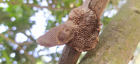 Hi This is Ruhul Amin .hobby Photographer from Bangladesh.の写真素材