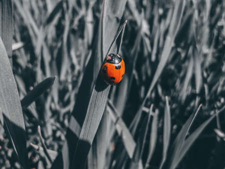 Macro photography is my weakness, when I shoot macro, I try to make this whole small world huge. There is even a desire to get into these photos as a tiny person.の写真素材