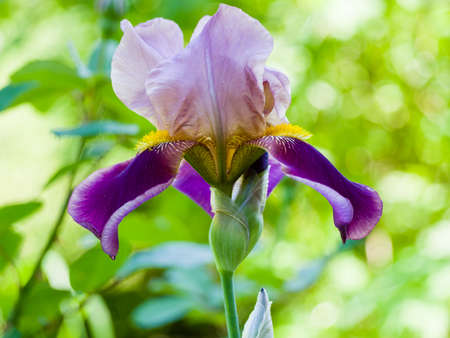 Purple and yellow bearded iris flower in bloom on a light green blurred bokeh background