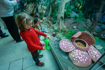 MOSCOW, RUSSIA - APRIL 4, 2014: A little girl looks at the State Darwin Museum of Natural History exposition in Moscow, Russia on April 4, 2014.のeditorial素材