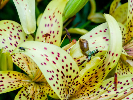 Green-banded broodsac, Leucochloridium paradoxum, a parasitic worm living in amber snail on yellow tiger lily petalの写真素材