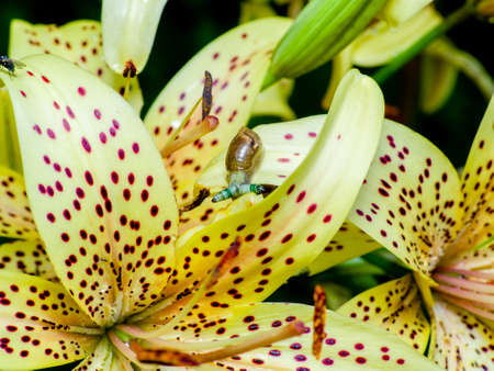 Green-banded broodsac, Leucochloridium paradoxum, a parasitic worm living in amber snail on yellow tiger lily petalの写真素材