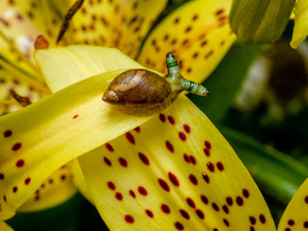 Green-banded broodsac, Leucochloridium paradoxum, a parasitic worm living in amber snail on yellow tiger lily petalの写真素材
