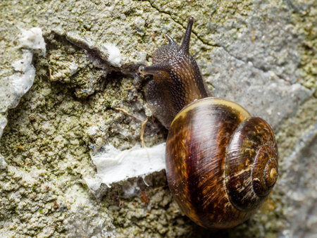 Grove brown-lipped land snail with blue gray body crawle on rough rugged concrete wallの写真素材