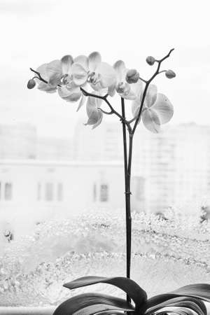 White Phalaenopsis orchid blossom against window glass with winter frostworkの写真素材