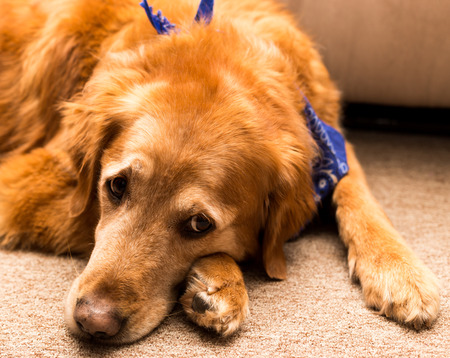 Golden retriever dog laying on a carpet.の写真素材