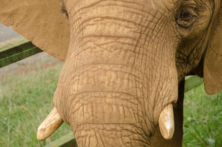 Close up of Elephantの写真素材