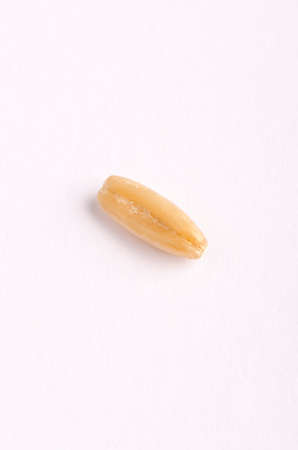 Close-up photo of an oat seedの写真素材