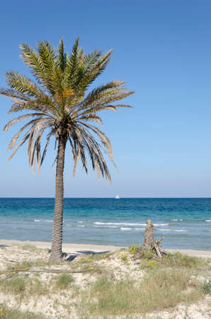 Palm tree on a beach of the Mediterranean. In the background there is a sailboat and the blue sky is completely clearの写真素材