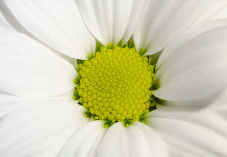 Panorama close up of daisy flowerの写真素材