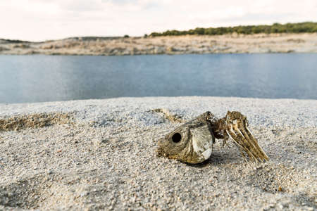 Dead fish on the sand because of the drought. Consequences of global warming. Dead fish on the sand because of the drought. Fishbone on the sand. Consequences of global warmingの写真素材