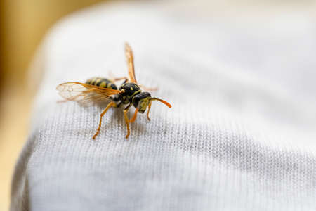 Wasp on child clothes. Danger of bites. Allergies and rashes. Child Anaphylaxis Riskの写真素材
