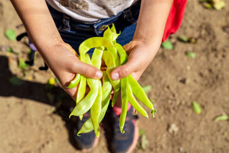 Girl hands showing green beans. eco gardenの写真素材
