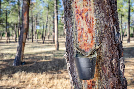 Close up of extract natural pine resin in Spain. Crude pine oleoresin extraction systemの写真素材