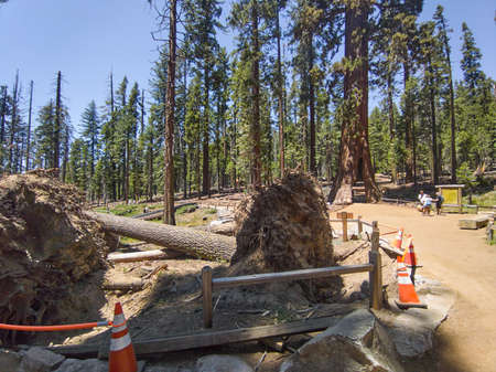 YOSEMITE NATIONAL PARK, CALIFORNIA, USA - JUNE 26, 2021: Storm brought down sequoias next to California Tunnel Tree in Yosemite National Parkのeditorial素材