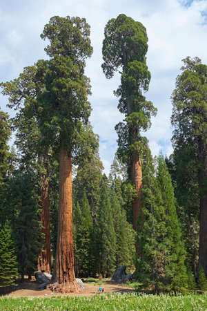 View of giant sequoia trees in Sequoia National Park, California, USA. Vertical photography.の写真素材