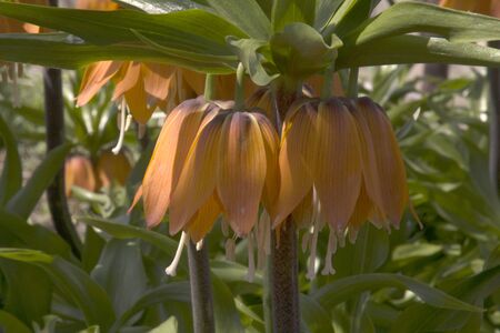 Flower royal crownの写真素材