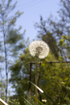 plant, dandelionsの写真素材