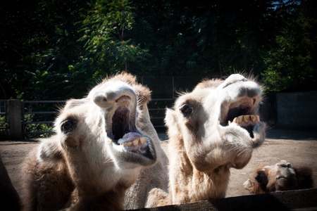 Photo camel with open mouths that show the teeth, creating a soft background with shading along the edges of the imageの写真素材