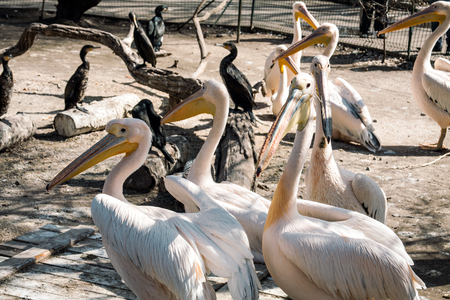 Curious birds pelicanの写真素材