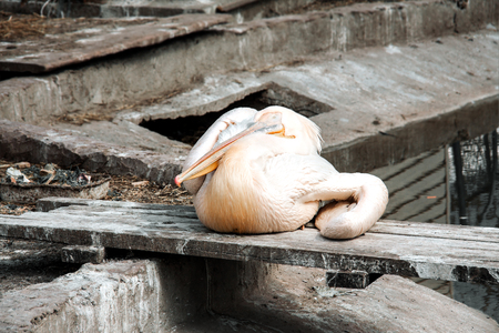 Bird pelican resting near the pondの写真素材