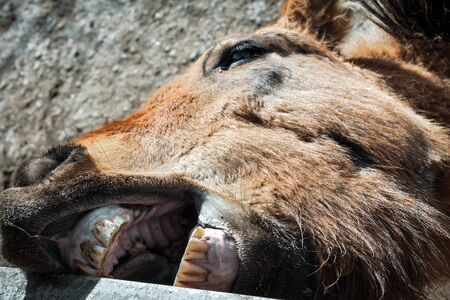 Przhevalsky's horse bites a concrete block, Przhevalsky's horse bites a concrete block, close-up dirty teeth. dirty teeth.の写真素材