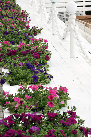 Flowerbed, white color and chain.の写真素材