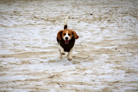 Beagle dog on the sandの写真素材