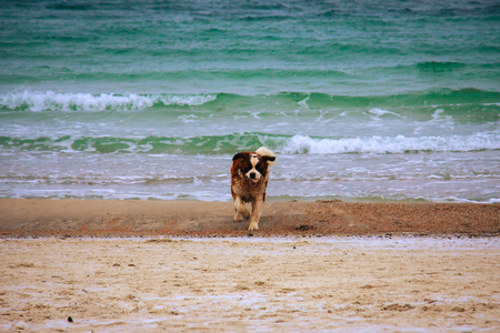 St. Bernard dog on the shore of the winter seaの写真素材