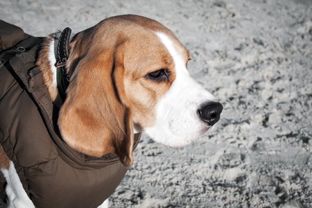 Dog beagle in winter clothesの写真素材