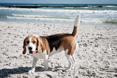 Dog beagle seaの写真素材