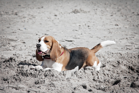 Dog beagle breeds having fun on the sand of the seashore.の写真素材