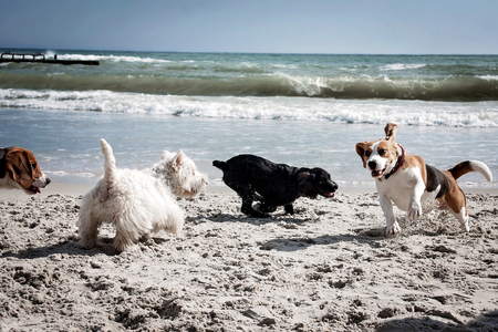 Dog beagle breeds having fun on the sand of the seashore.の写真素材