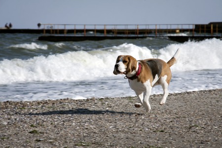 Dog beagle on the seashoreの写真素材