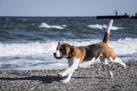 Dog beagle on the seashoreの写真素材