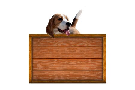 Dog breed beagleの写真素材