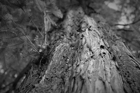 close photo of wood surface in black and white color