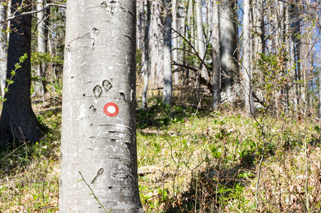 Mark for path on a tree trunk in forestの写真素材