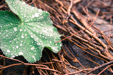Closeup raindrops on leaf with brown backgroundの写真素材