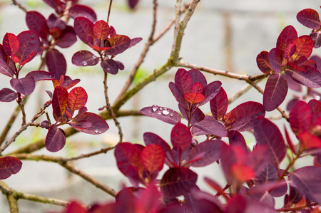 Closeup raindrops on red leafの写真素材