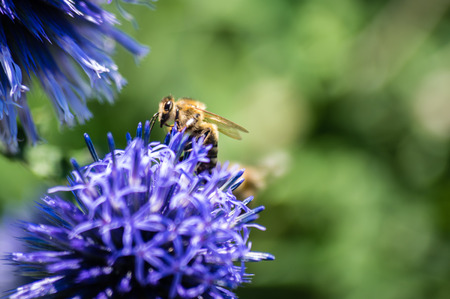 A macro shot of a bee collects nectar on a meadow cornflower flower useful for